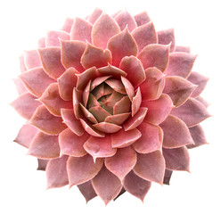 Supervivum Succulent
