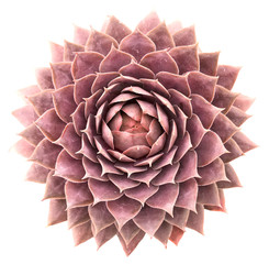 Supervivum Succulent