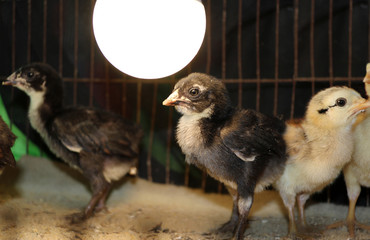 chick in the Nursery, under the Light bulbs for warmth. Newly hatched young domestic fowl in the cage.