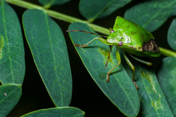 stink bug on living