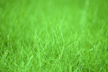 Green grass bokeh