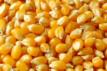 Corn kernels