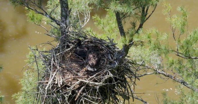 Looking down into a nest with two baby bald eagles and one gets up to poop over the side of the nest.