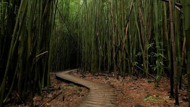 A walkway winds its way through a bamboo forest