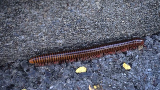 a brown millipede climbing on the floor.