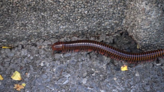 a brown millipede climbing on the floor.