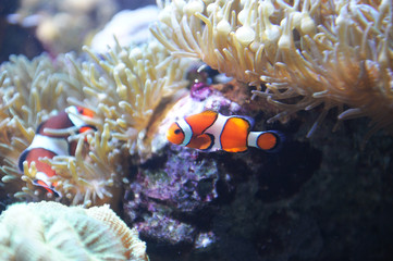 Obraz na płótnie Canvas red clown fish in the coral reef