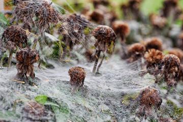 Dry flowers under the cobweb
