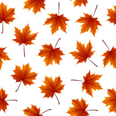 Fototapeta premium Red maple leaves isolated on white background