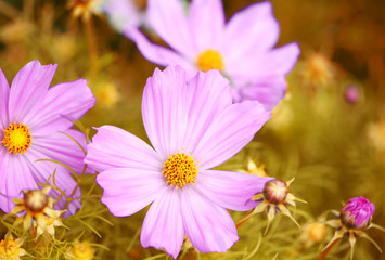 Beautiful pink flowers on flowerbad