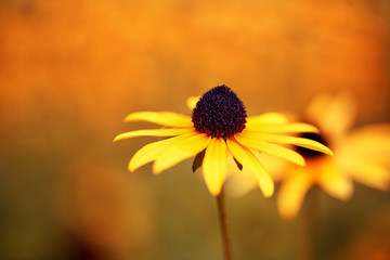 Beautiful yellow chamoline on the orange background