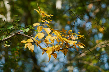 Желтеющие листья на дереве осенью