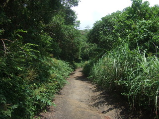 夏　小道　山道　裏山　思い出　夏休み