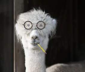 Selbstklebende Fototapete Lama Genius Alpaka mit Brille und Bleistift
