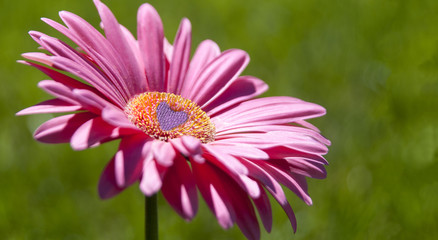 Obraz premium Pink Gerbera daisy with whimsical purple heart in center