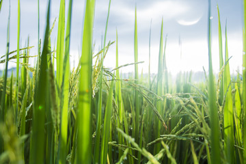 Obraz premium green rice field Thailand
