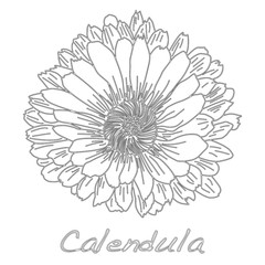 Calendula. Medical herb illustration isolated.
