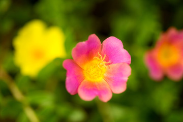 Obraz na płótnie Canvas Flower Portulaca oleracea
