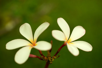 Fototapeta na wymiar Plumeria Flower