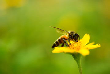 Bee pollen