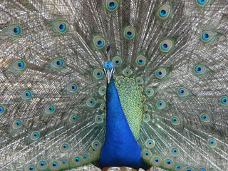 Obraz premium Details of peacock with open syrup and its lush color.