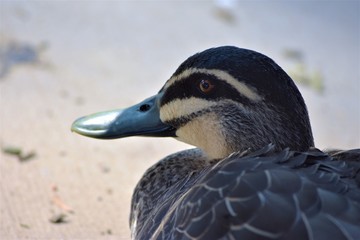 Pacific Black Duck