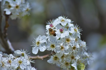 Bee on Callery Pear