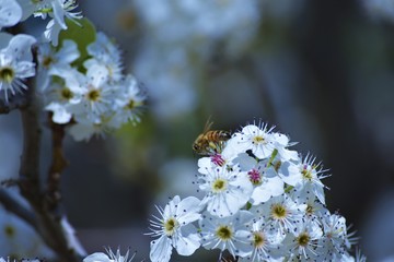 Bee on Callery Pear