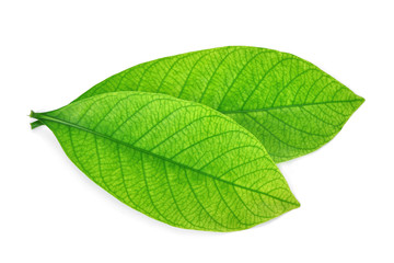 Obraz premium close up of green leaf isolated on white background