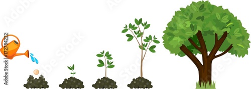 Stages Of Growth Of A Tree From A Seed Life Cycle Of A Tree From stages-of-growth-of-a-tree-from-a-seed-life-cycle-of-a-tree-from