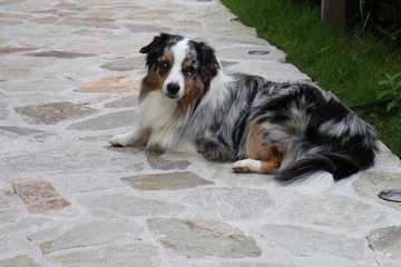Tricolor dog having rest on pavement