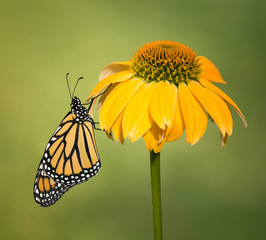 Newly emerged Monarch butterfly (Danaus plexippus) on yellow coneflower. Natural green background with copy space.
