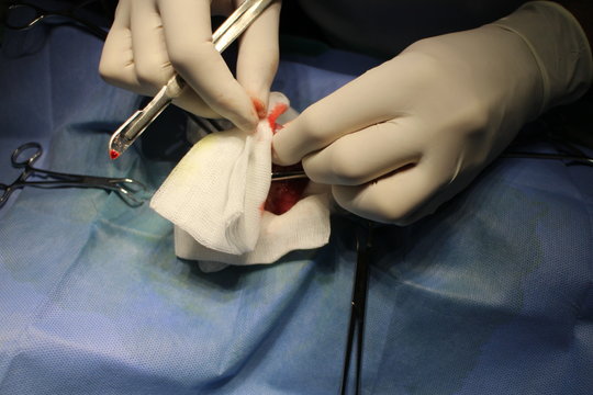 Enterotomy by cat - surgery on intestine