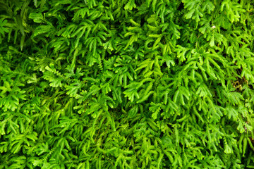 Fototapeta premium green leaf background