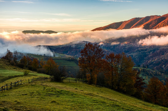fence and trees on rural hillside meadow in morning fog. stunning countryside landscape in mountainous area in autumn