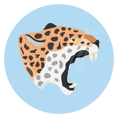 Head of a leopard, leopard.