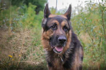 German shepherd dog in sunny autumn