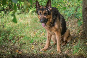 German shepherd dog in sunny autumn