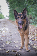 German shepherd dog in sunny autumn