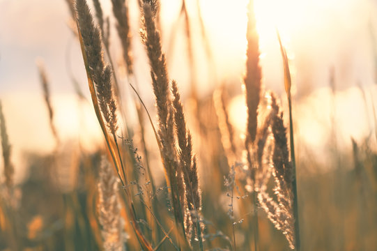 Wild grasses in a forest at sunset.