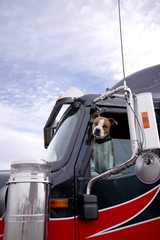 The fighting dog peeks out of the semi truck window protecting its territory from strangers