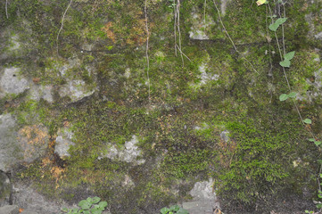 Green moss on the stones