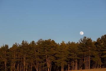 Moon rising up behind some trees in a forest, with warm sunset colors