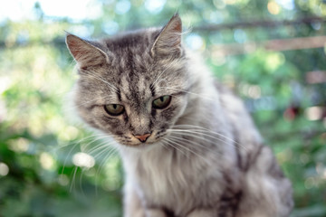 Portrait of a beautiful gray cat with green eyes in the countryside