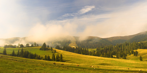 Cows graze on green hills. Carpathians, Ukraine