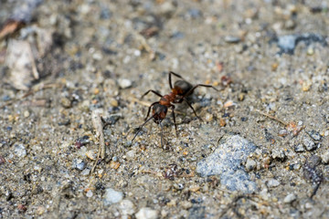 macro phto of an ant on gravel ground