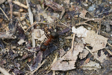 macro phto of an ant on gravel ground