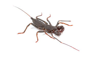  whip scorpion on white background