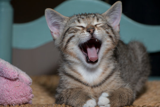 Laughing Kitten