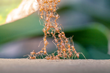 Ant bridge unity.selective focus.